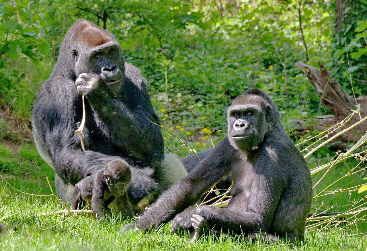 Nuremberg Zoo