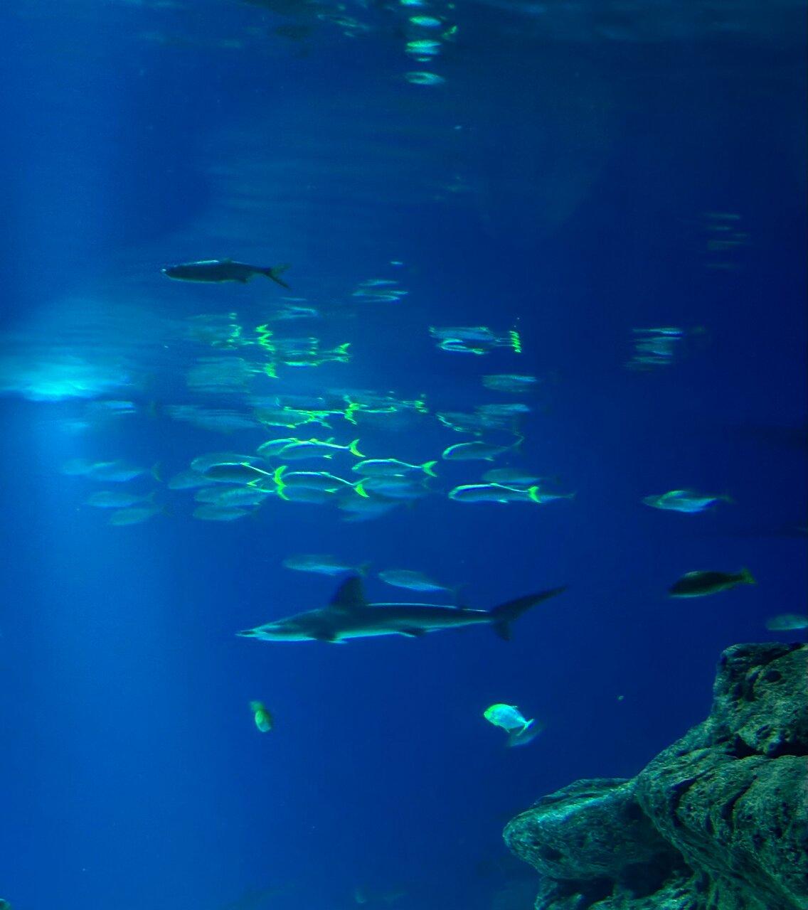 The Blue Planet Aquarium