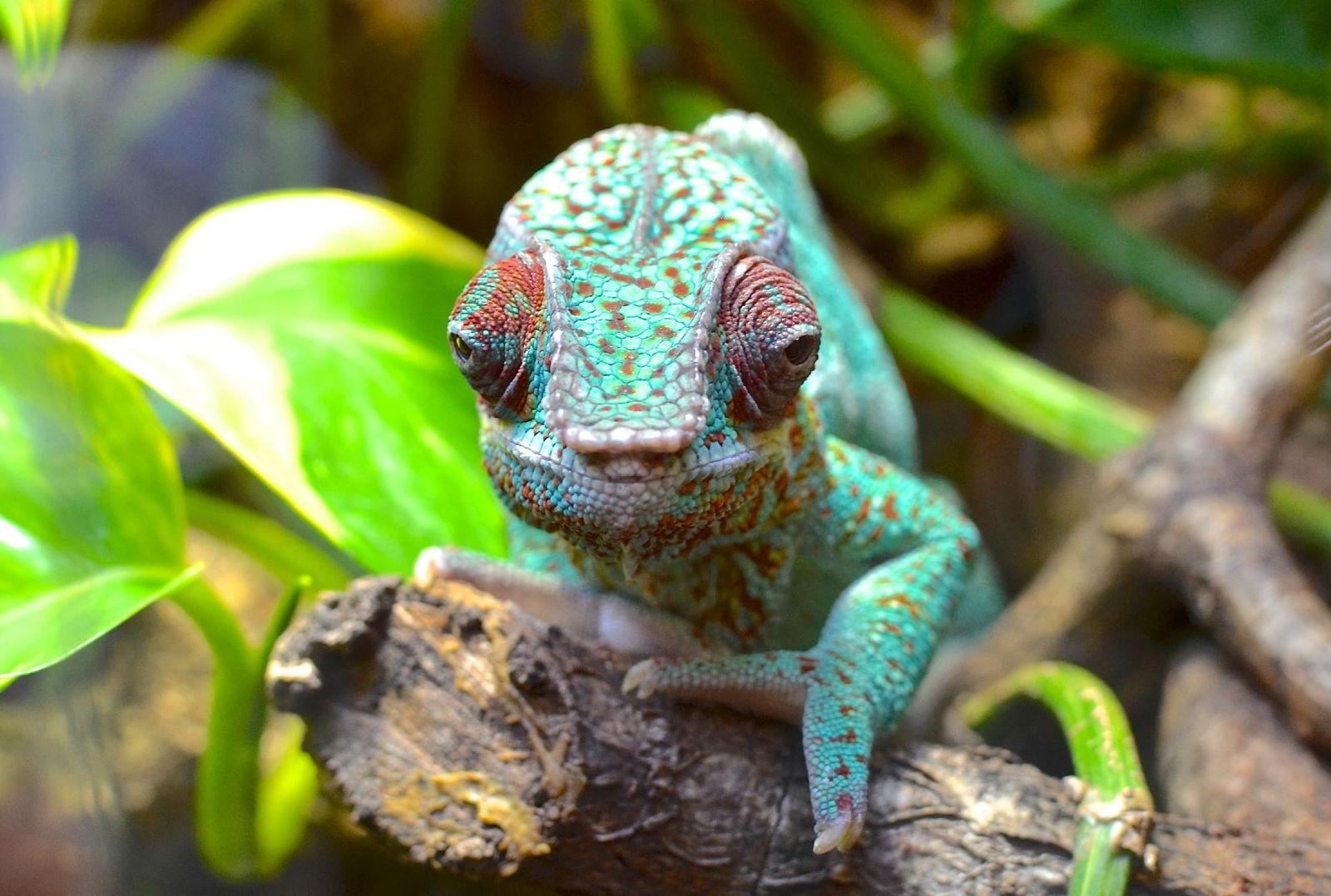 Oslo Reptile Park