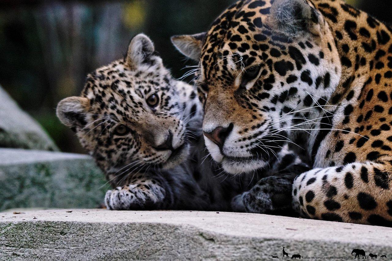 Parc Zoologique de Paris